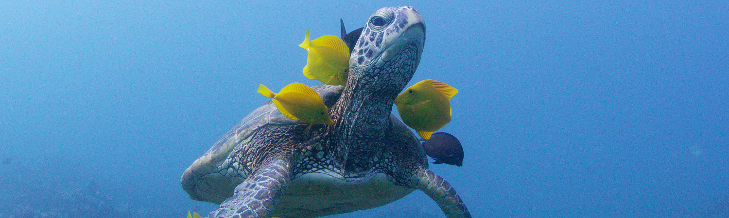 Eine Karettschildkröte lässt sich von Gelben Segelflossendoktorfischen putzen.